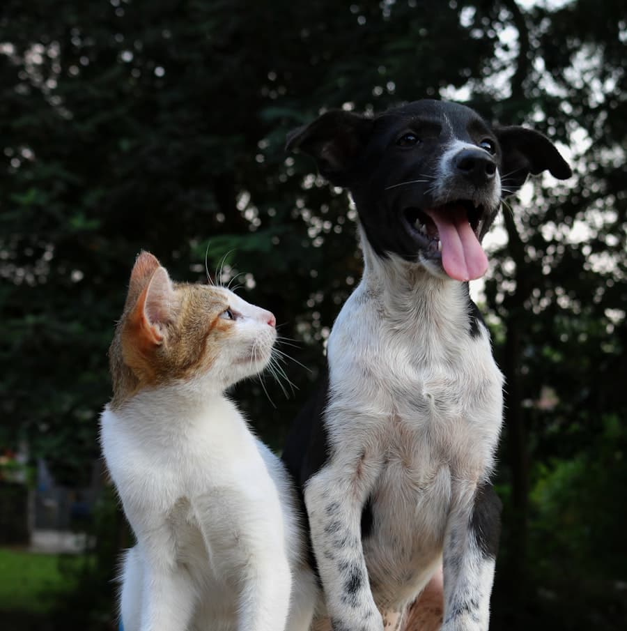 Un chat et un chien assis côte à côte dans un jardin